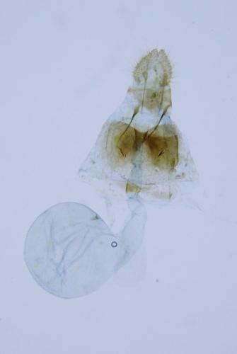 Epinotia pygmaeana